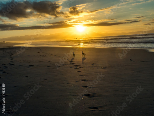 Bird couple at sunrise on False Bay beach in South Africa