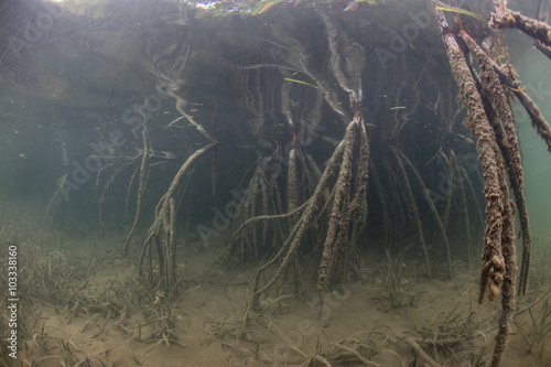 Mangrove Roots in Caribbean Sea © ead72