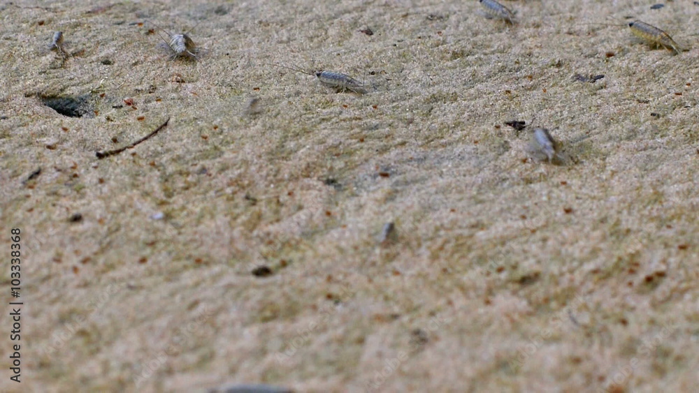 Insects (Closeup view to group of insects on the Thailand shore) Insects (Closeup view to group of insects on the Thailand shore)