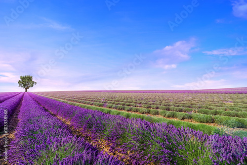 Beautiful image of lavender field Summer landscape