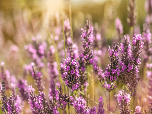 Sunset over a lavender field in Provence  France