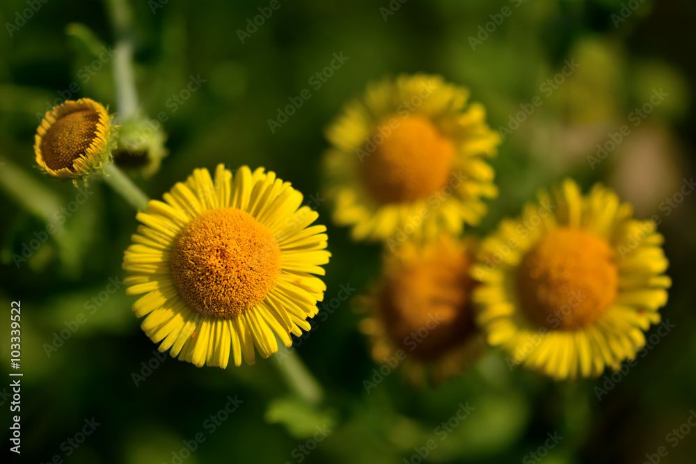 Obraz premium Common fleabane (Pulicaria dysenterica) close up of flowers. Yellow flowers on plants in the daisy family (Asteraceae), growing on a British woodland edge