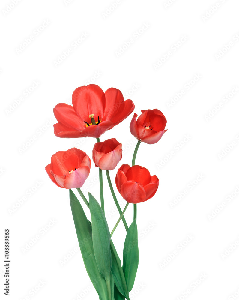 Beautiful bouquet of red tulips isolated on white background
