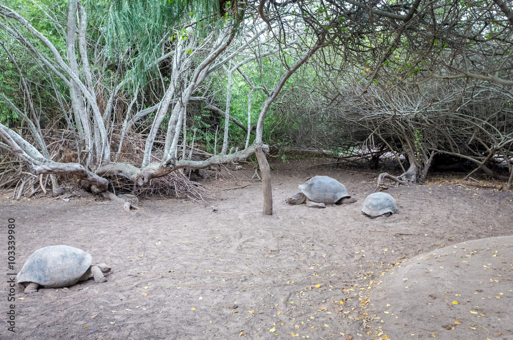 Arnaldo Tupiza Chamaidan, Giant Tortoise Breeding Center, Isabela Island, Galapagos Islands, Ecuador Arnaldo Tupiza Chamaidan, Giant Tortoise Breeding Center, Isabela Island, Galapagos Islands, Ecuador