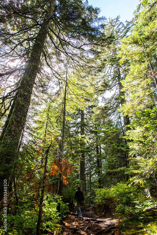 Obraz premium a girl walking on a hiking trail in the middle of a lush forest with giants pines trees in the rocky mountains for british columbia during a sunny day