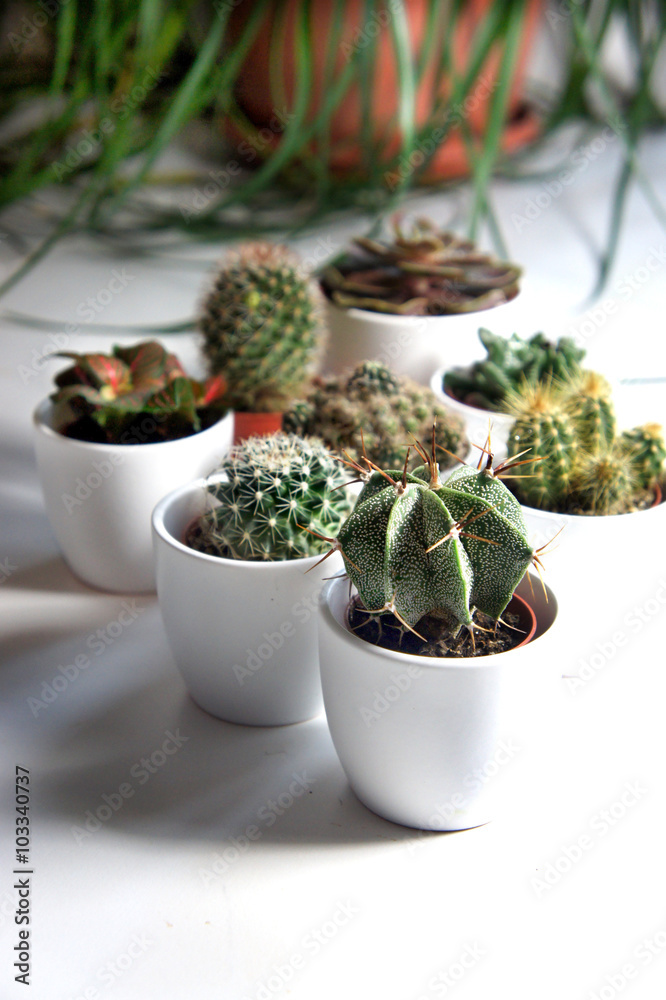 Mix of cactuses and other plants in the white pots Mix of cactuses and other plants in the white pots