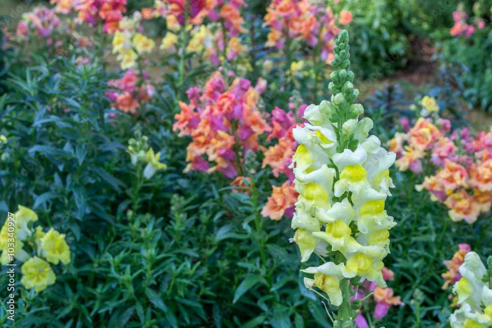 crimson antirrhinum (snapdragon) flower in public garden, Chiang Mai province, Thailand crimson antirrhinum (snapdragon) flower in public garden, Chiang Mai province, Thailand