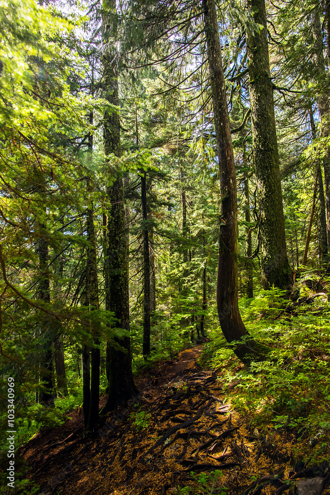 deserted hiking trail in the middle of a lush forest of pines in the rocky mountains of british columbia
