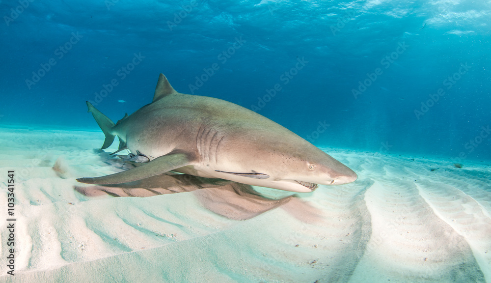 Naklejka premium Lemon shark