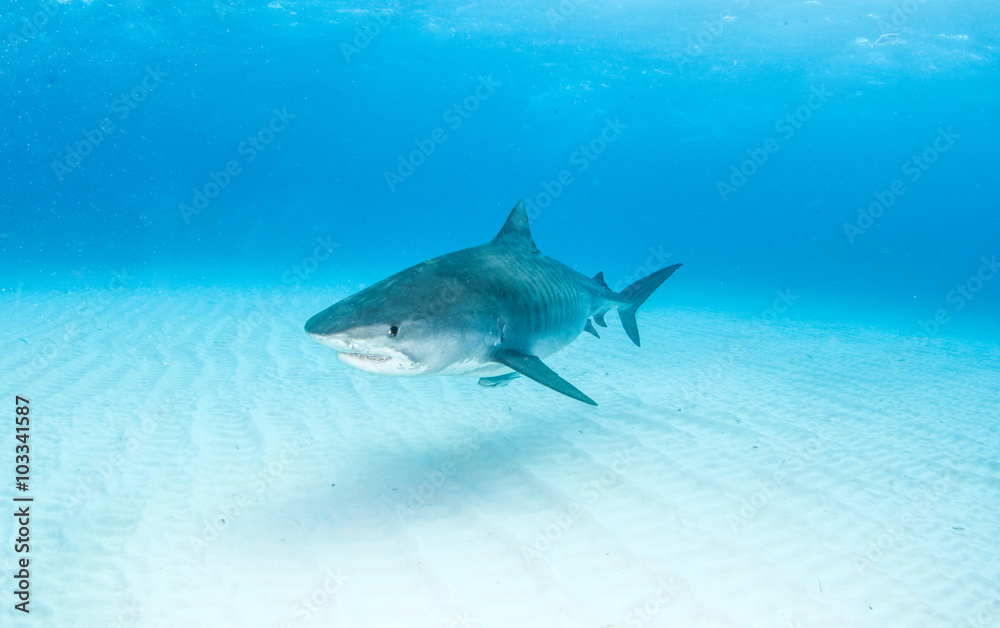 Tiger shark Tiger shark