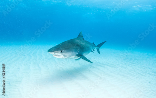 Tiger shark