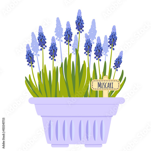 Vector illustration with flower pot and muscari 