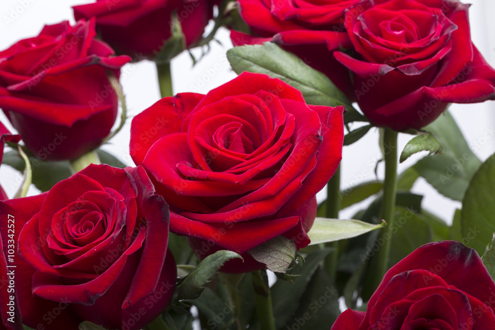 bouquet of blossoming dark red roses