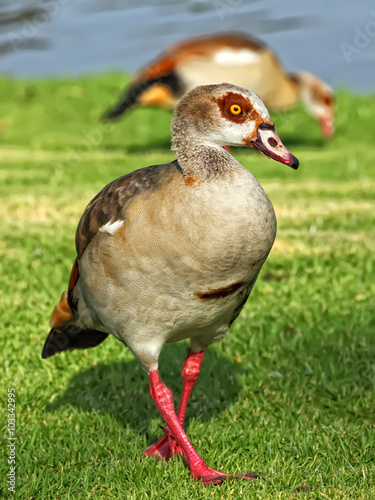 An Egyptian goose