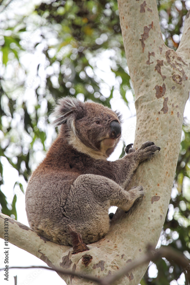 Obraz premium Koala (Phascolarctos cinereus)