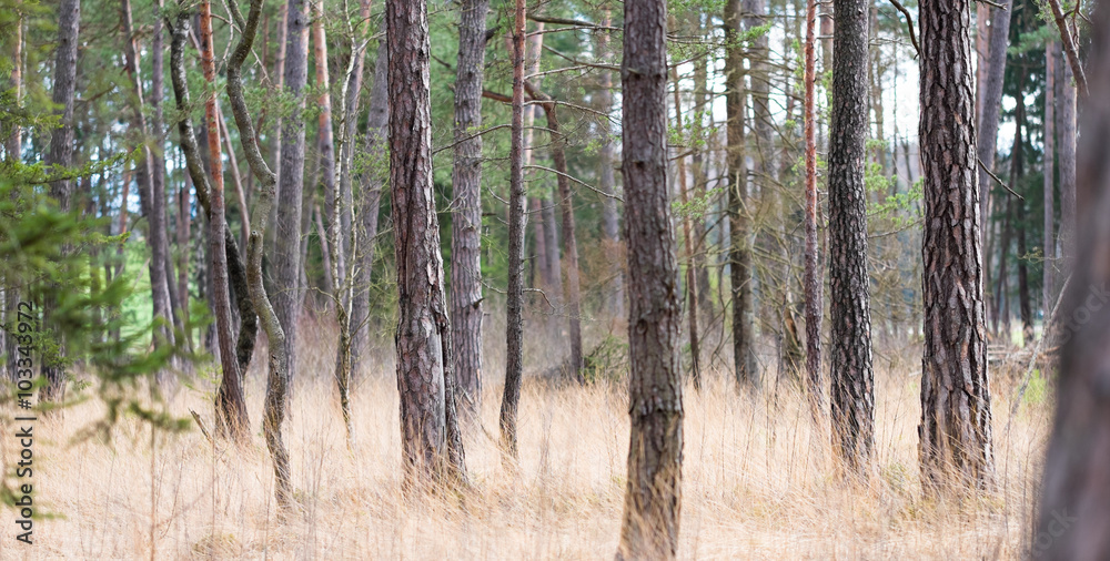 Fototapeta premium Baumstamm im Zauberwald mit Feen