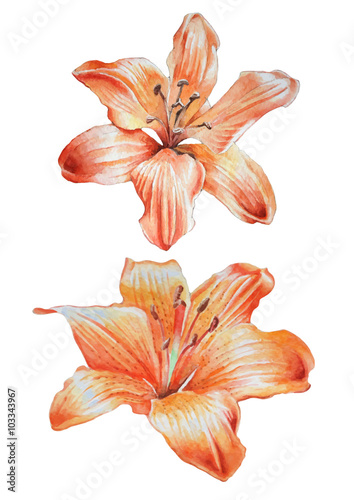 Two orange lilies.