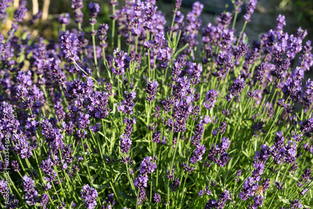 Gardens with the flourishing lavender Gardens with the flourishing lavender