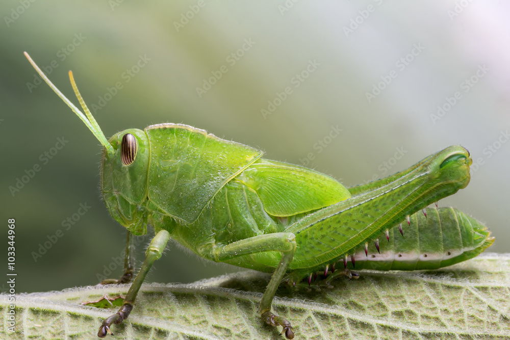 green locust detail green locust detail