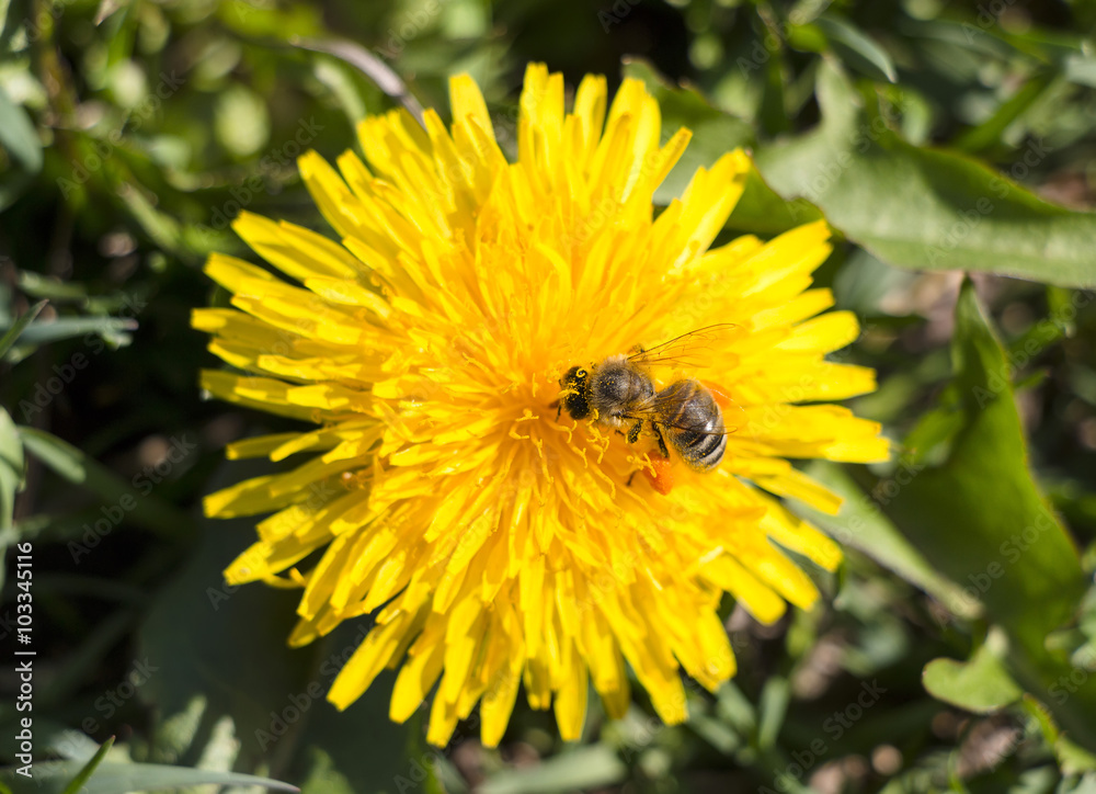 Yellow dandelion with bee Yellow dandelion with bee