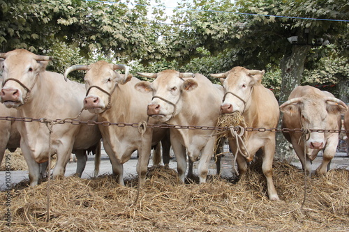 Fotografija Vaches sur une foire