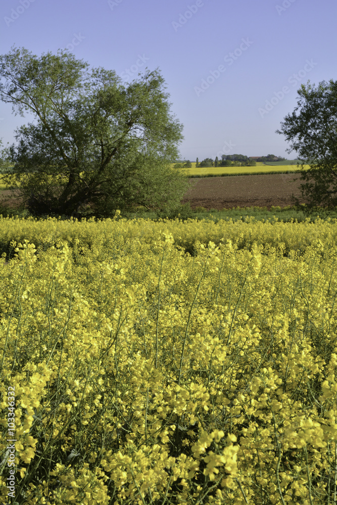 Biodiversité des paysages agricoles