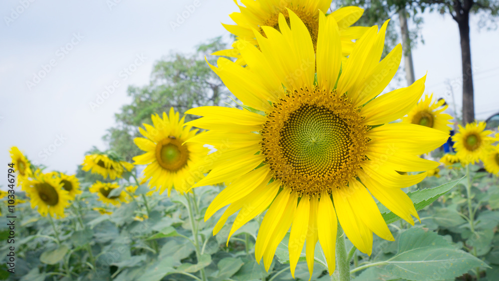 Fototapeta premium The sunflower.