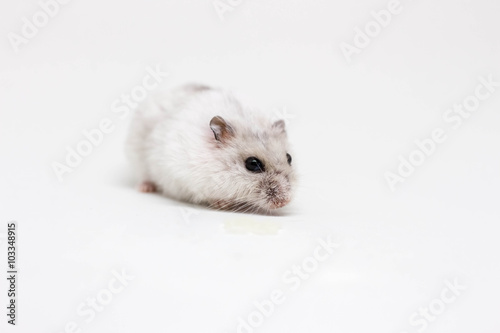 White little hamster