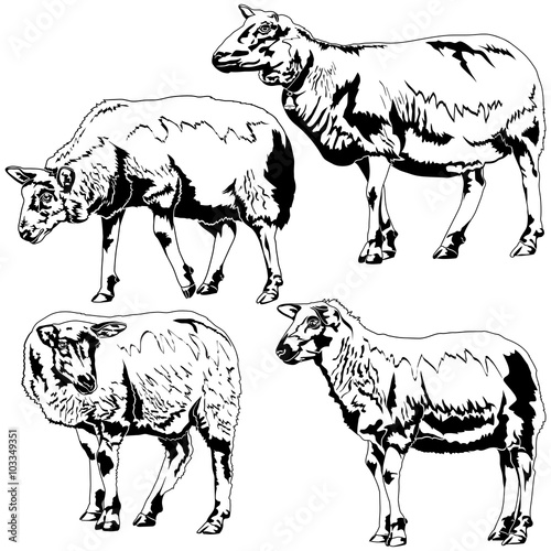 Sheeps in Different Poses