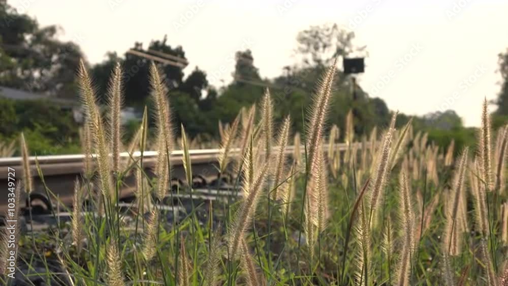 Grasses flowers move beside railway Grasses flowers move beside railway