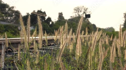 Grasses flowers move beside railway