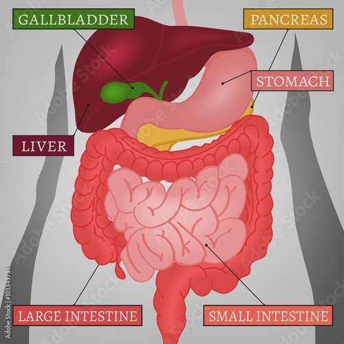 Body Internal Parts