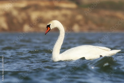 Fototapeta Naklejka Na Ścianę i Meble -  mute swan on blue river, cygnus olor