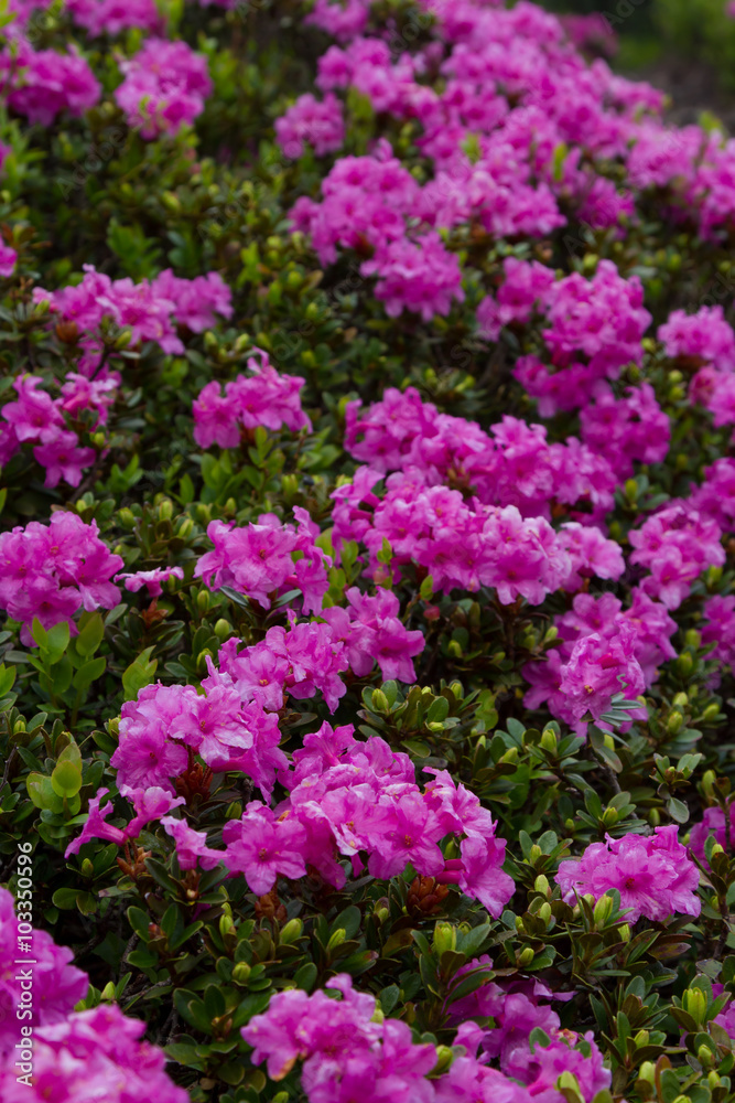 Blooming rhododendron  in the Carpathians mount