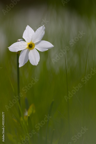 Blooming daffodils in mountains in sunlight