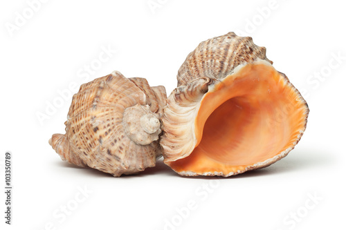 seashells isolated over white background