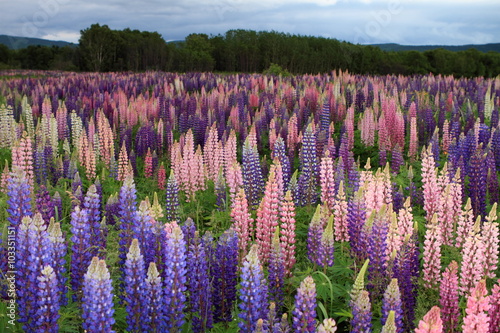 Tablou pe pânză Russell Lupin flowers