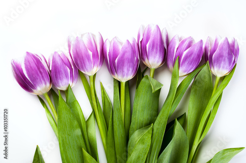 Fototapeta Naklejka Na Ścianę i Meble -  Purple tulips isolated on white background