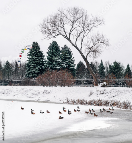 Ducks on the lake in park