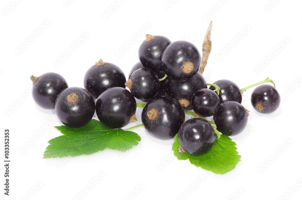 Black currant on the white background Black currant on the white background