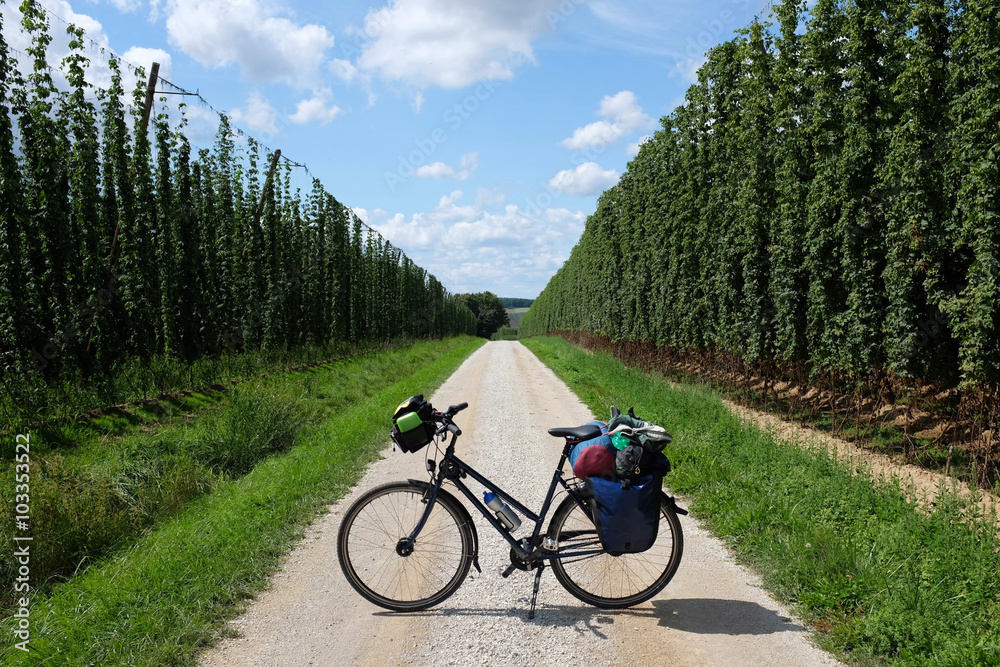 Naklejka premium Radtour Hopfenfeld