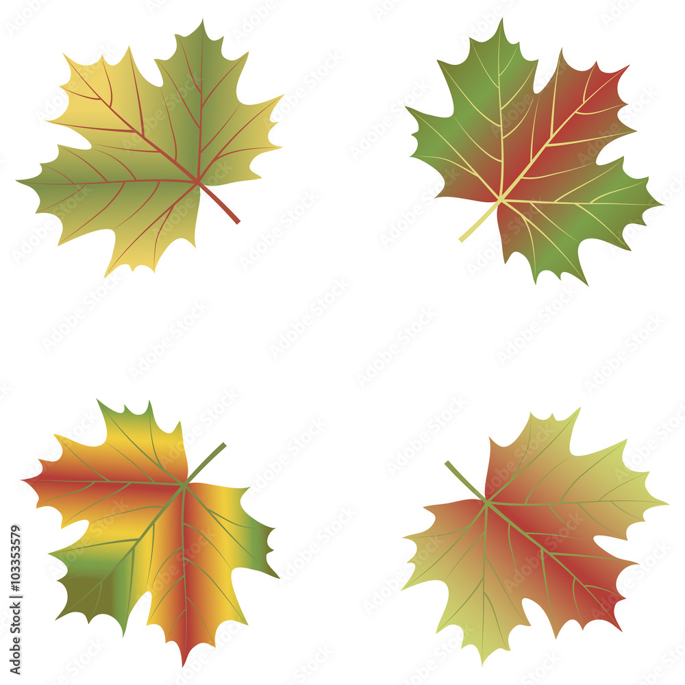 maple leaf set isolated on white background. maple leaf set isolated on white background.