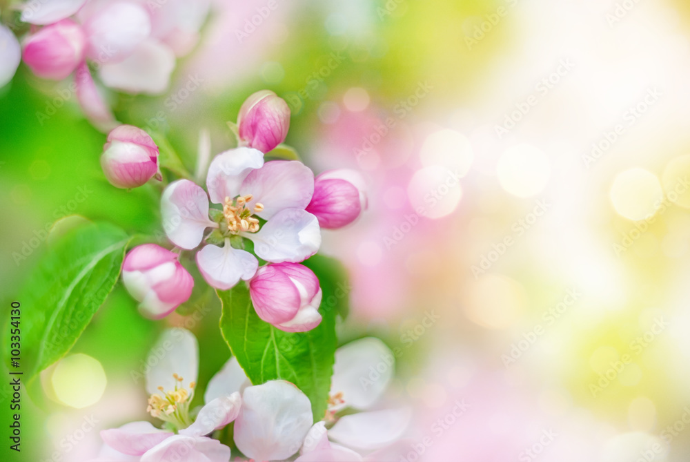 Spring background with blossom flowers