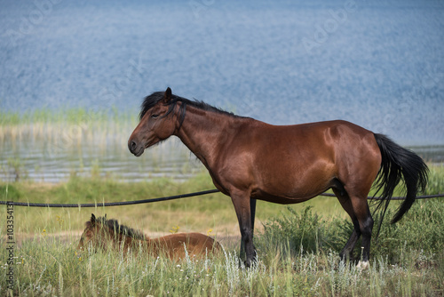 Brown horse with its  foal near lake