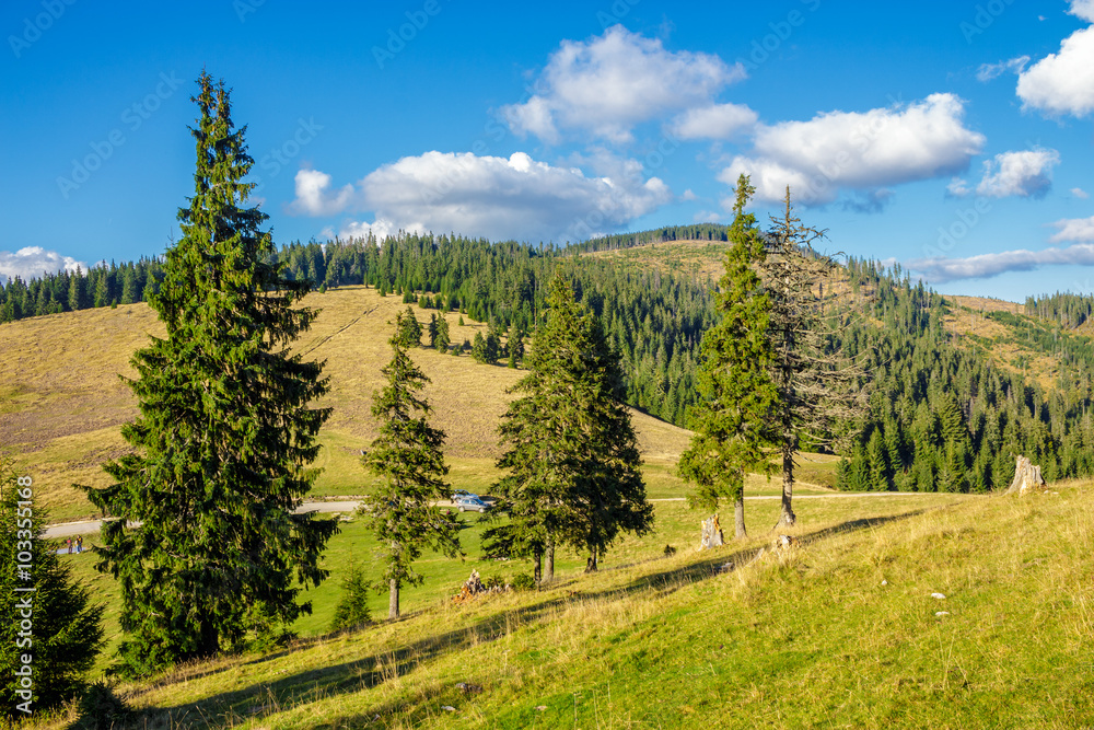 coniferous forest on a mountain slope coniferous forest on a mountain slope