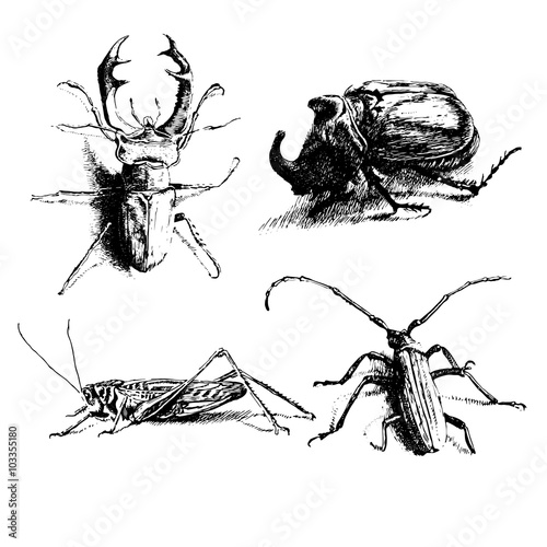 black and white illustration with different bugs