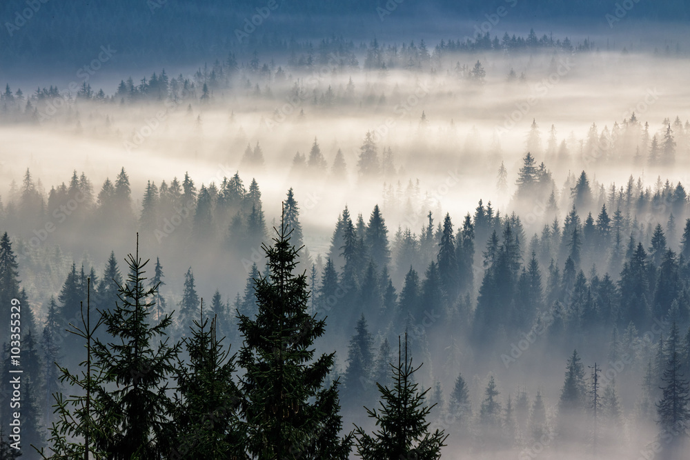 Obraz premium las iglasty w mglistych górach