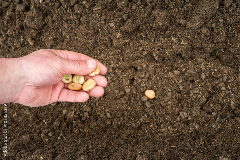 Closeup of a males hand planting broad bean Closeup of a males hand planting broad bean