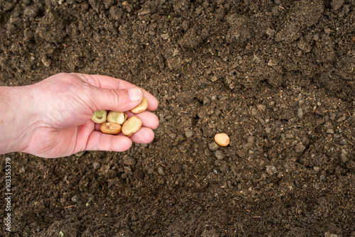 Closeup of a males hand planting broad bean