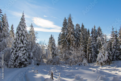 Verschneite Winterlandschaft in den Bergen, schneebedeckte Bäume und Sonne, Spazierweg